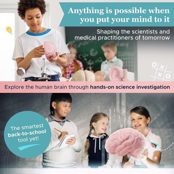 Educational Tool for Learning Human Brain Model Anatomical Function Psyc… - Picture 6 of 7